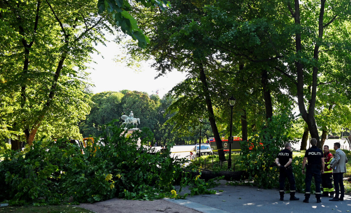 Fallen Tree, Castle Park, Oslo