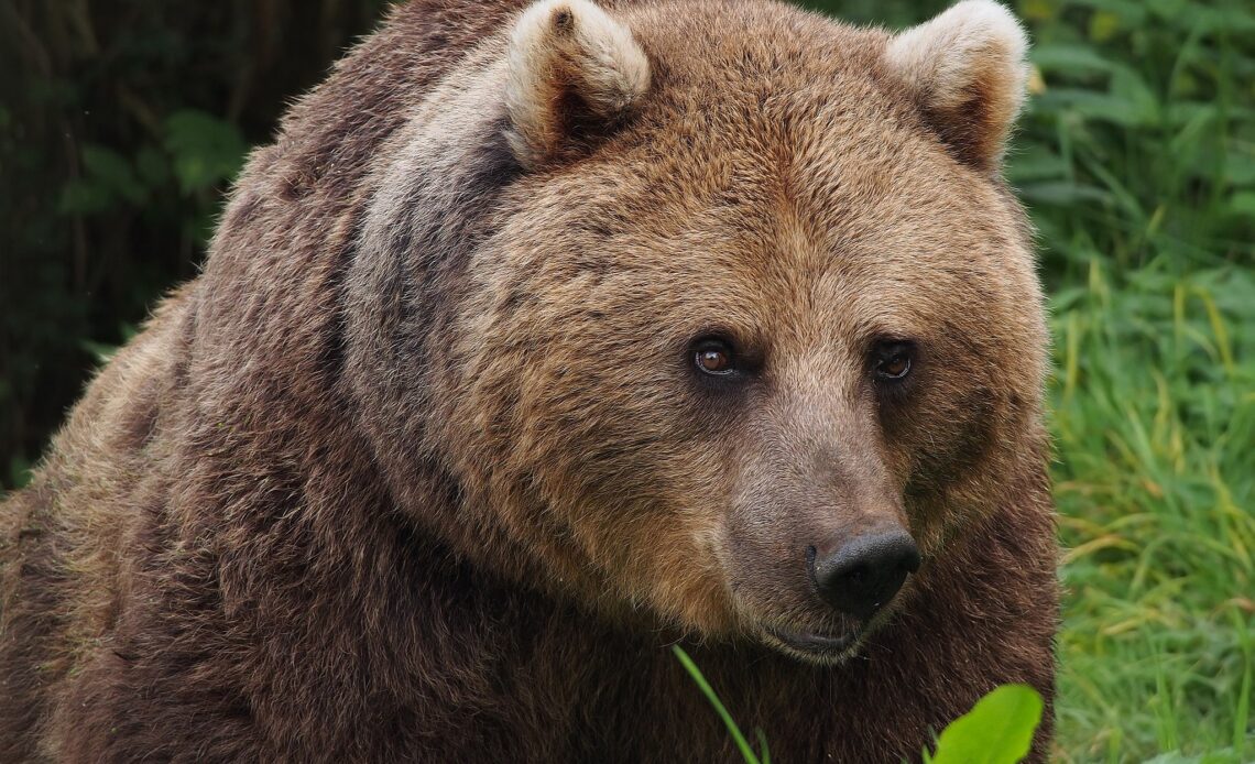 A European brown bear