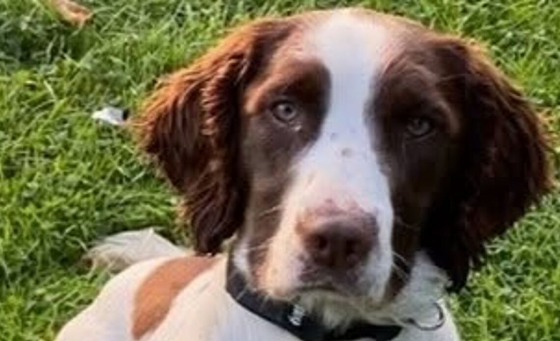 PD Bert