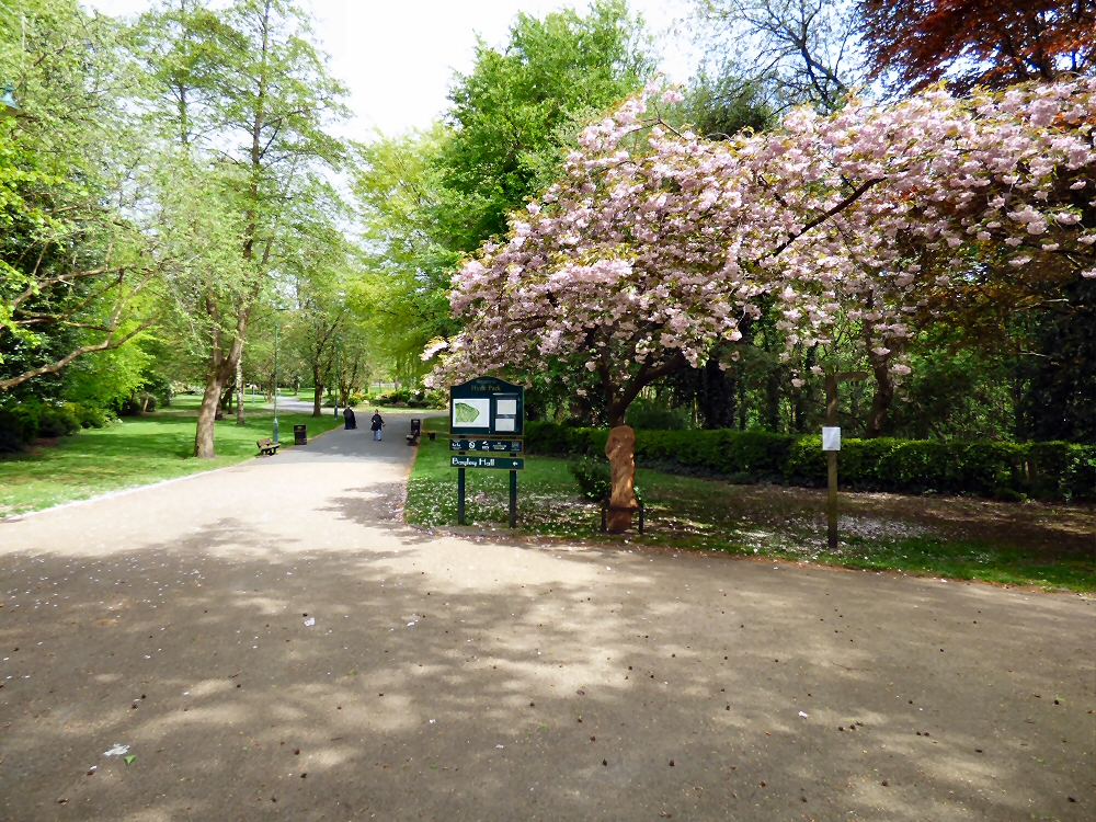 A tree in blossom in Hyde Park