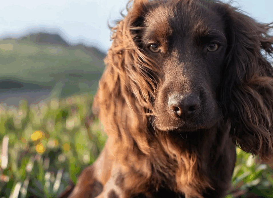 Otto, a brown cocker spaniel dog, sits in a field as the breeze blows the fur on his ears.